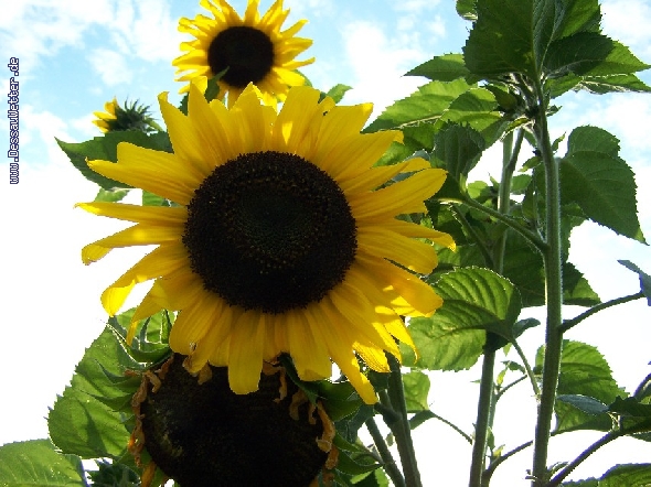 http://dessauwetter.de/galerie2/cache/vs_4%20Blumen_Blumen_001.JPG