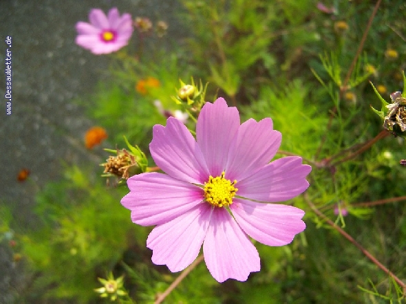 http://dessauwetter.de/galerie2/cache/vs_4%20Blumen_Blumen_006.JPG